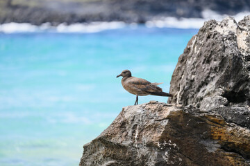 Lava gull (juvenile) perched on rock of inlet, rarest gull in the world, Galápagos 