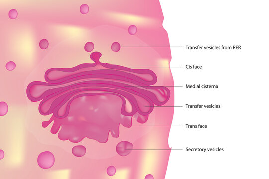 Golgi Body