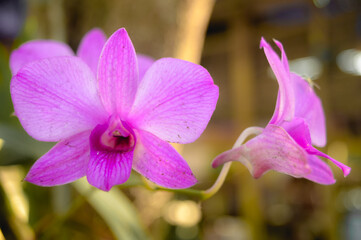 A purple orchid flower