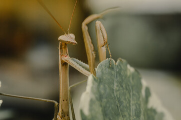 A praying mantis stretch its forelegs to intimidate threats