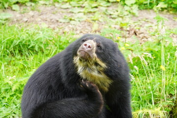 Spectacled bear