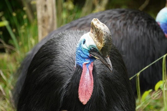 Southern cassowary