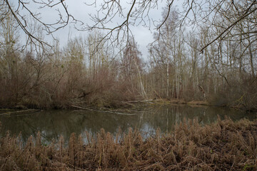 Fototapeta na wymiar Marsh landscape in winter near Echarcon