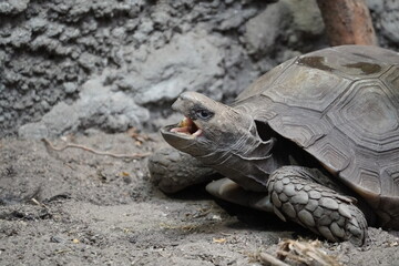 Asian forest tortoise