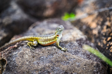 Green lava lizard on rock, Galápagos 