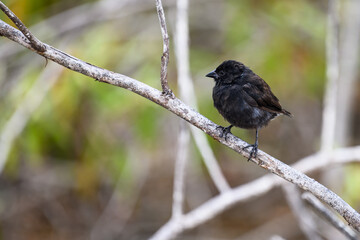 Black Darwin Finch on tree branch, Galápagos 