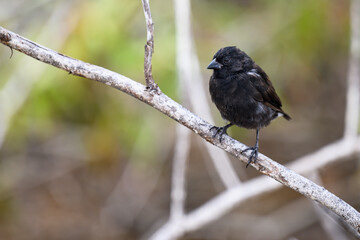 Black Darwin Finch on tree branch, Galápagos 