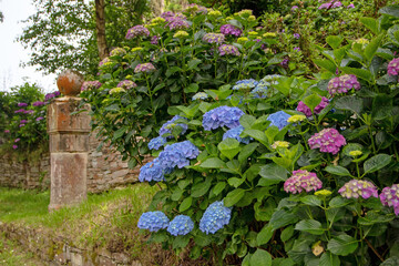 Blue and purple hydrangea macrophylla plants in the old garden