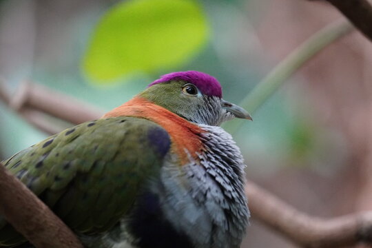 Superb Fruit Dove