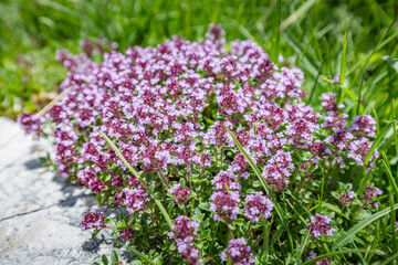 Obraz premium Beautiful nature. Mountain hiking Trail Road. Close up of tender wild pink burgundy mountain flowers on nature blur background. Italy Malga Montasio Forca Disteis