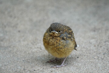 European robin