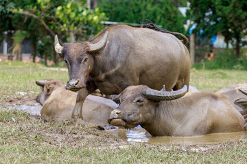 Buffalo Vietnam