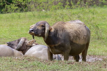 Buffalo Vietnam