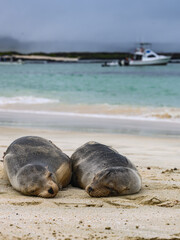 Fototapeta premium Sleepy sea lion at Cerro Brujo, Galápagos