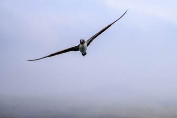 Blue-footed booby in flight, Galápagos