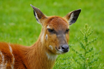 Sitatunga
