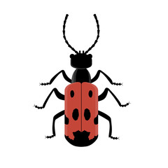Red beetle with black dots isolated on white background. Mylabris quadripunctata.