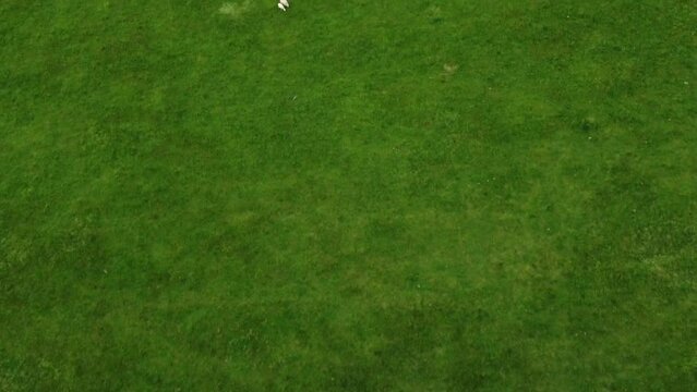Flying by some sheep on a field eating grass