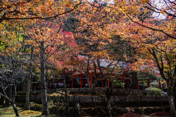 Fototapeta na wymiar 高野山の秋風景