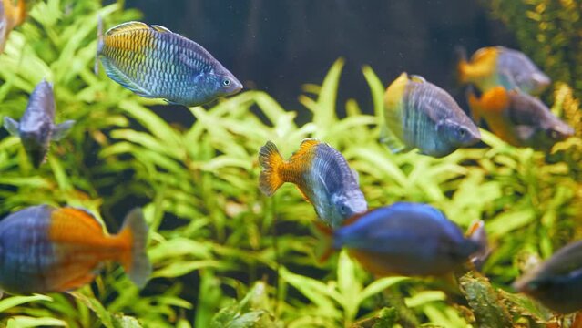 Aquarium fishes: Half blue and half orange barbus
