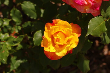 オレンジと黄色の花びらの綺麗なバラ