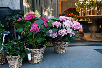 Fototapeta na wymiar Showcase of flower shop outside on city street. Flower baskets with pink hydrangea at store exhibition. Flowers on glass shop window background. Concept of florist shop, small business development