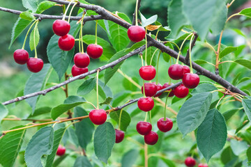 Cluster of ripe red sweet cherries hanging on cherry tree branch with green leaves. Summer nature background. Selective focus, beautiful bright wallpaper.