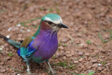 Lilac breasted roller