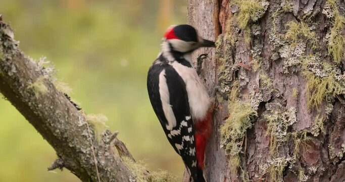 Great spotted woodpecker bird on a tree looking for food. Great spotted woodpecker (Dendrocopos major) is a medium-sized woodpecker with pied black and white plumage and a red patch on the lower belly