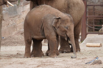 Fototapeta premium Asian elephant