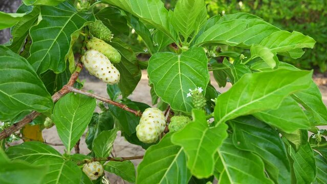 Close-up of a noni fruits growing on a tree. Exotic morinda fruit between green leaves