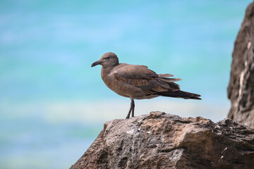 Lava gull (juvenile) perched on rock, rarest gull in the world, Galápagos 