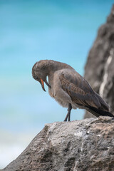 Lava gull (juvenile) preening, rarest gull in the world, Galápagos 