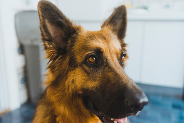 Portrait of a german shepherd close up to the eyes. Dog pet.