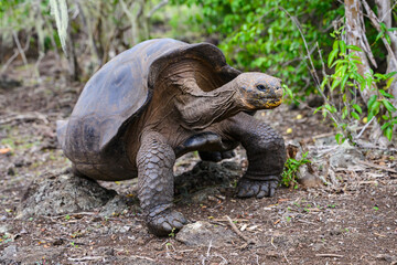 Galápagos tortoise walking, full view