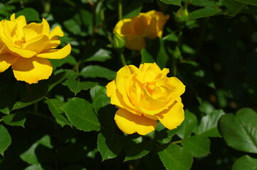 綺麗に咲く黄色のバラ