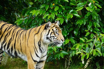 Fototapeta na wymiar sumatran tiger