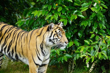 sumatran tiger
