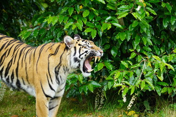 sumatran tiger
