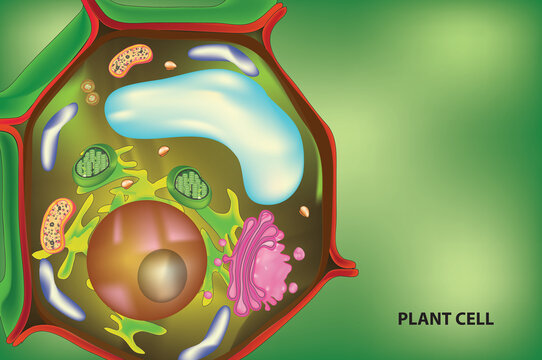 plant cell illustration in green background