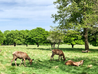Naklejka na ściany i meble Herd of deers in Park, London, UK. Natural parkland. countryside. back to nature