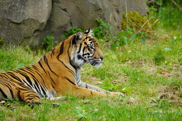 sumatran tiger