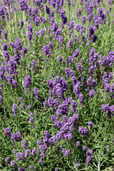 Naklejka premium Lavender flowering in an English garden in summertime