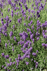 Lavender flowering in an English garden in summertime