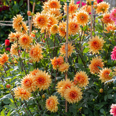 A multitude of orange Dahlias flowering in the summer sunshine