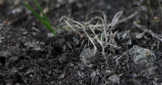 Topsoil of a composter in which the movement of decomposing larvae and worms is noted