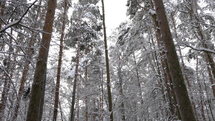 Fototapeta premium Winter forest during a snowfall, slow motion