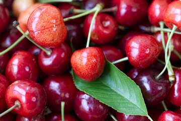Cherries with leaf on the table after collection from the tree.