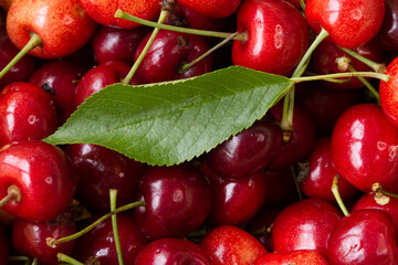 Cherries with leaf on the table after collection from the tree.