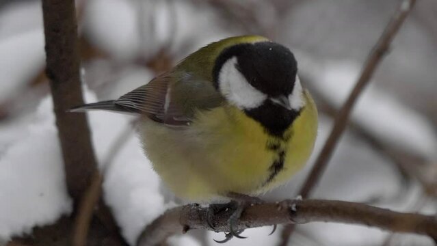 Birds near Moscow, yellow oatmeal on a tree branch.